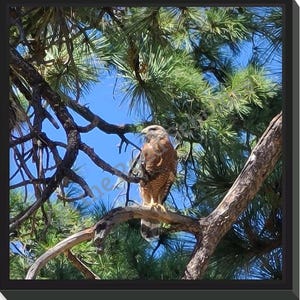 May include: A red-tailed hawk perched on a branch of a pine tree with a blue sky in the background.