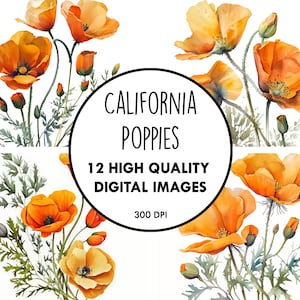 California Poppies Aquarell - 12 hochwertige JPGs - digitaler Download - Blumen Wildblumen Clip Art Digital Paper Craft Printable