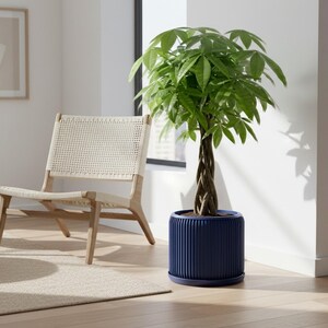 May include: A vibrant green money tree plant in a navy blue ribbed planter. The plant features a braided trunk and is set in a modern living space with a woven chair and neutral decor.