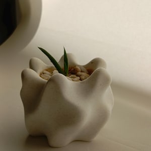 Pode incluir: Um pequeno vaso de cerâmica branca salpicada com uma forma ondulada, orgânica e semelhante a uma nuvem. O vaso contém uma pequena planta suculenta verde aninhada numa cama de seixos decorativos claros, preenchendo o espaço interior.