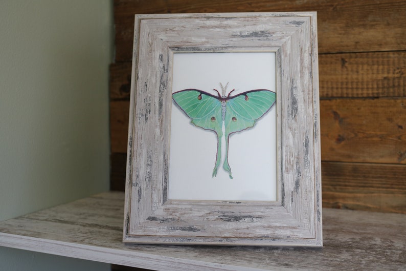 Watercolor Luna Moth Art Print - Etsy