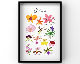 Orchid Varieties Print, Floral Wall Art, Botanical Illustration A3 Poster