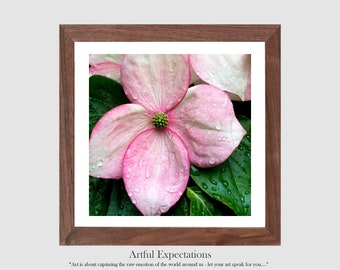 PRINTED Wall Art Color Photograph Print Wall Art Gift Home Decorating Print Idea Eclectic Home Décor & Decorating Dogwood Flower Rain Drops