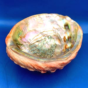 May include: An iridescent abalone shell bowl featuring a polished, pearlescent interior with swirling hues of pink, green, and gold. The exterior of the shell displays a rough, textured, and organic brown surface with natural ridges and contours.