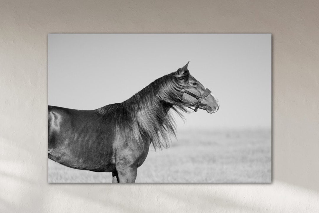 Equine Fine Art Photography Horse Print Canvas Western - Etsy