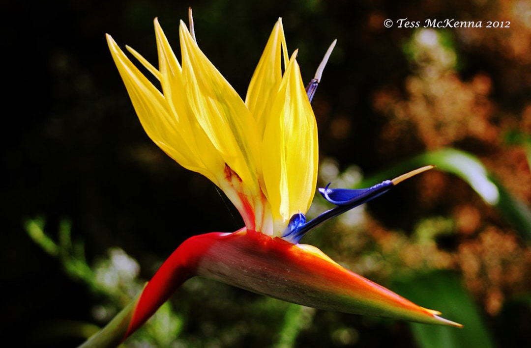 Mandela's gold Bird of Paradise Tropical Live Exotic Houseplant for