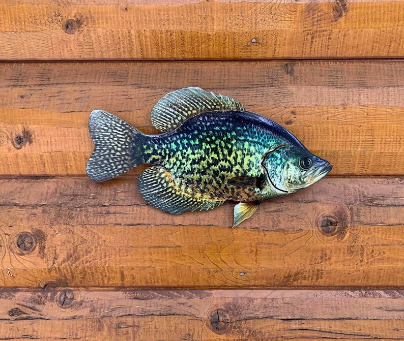 Crappie Replica Crappie Wall Mount Metal Crappie Wall Etsy