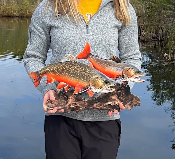 Brook Trout Replica Duo Wall Art -19 Inch Realistic 2D (flat