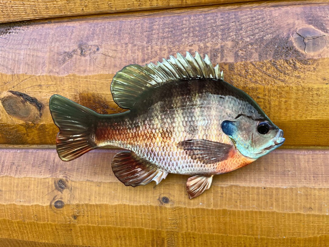 Bluegill Mount Sunfish Replica 2D Metal, Realistic Bluegill Wall Mount