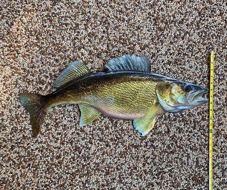 Walleye Replica Mount 29 Inch Walleye Replica Fish Etsy
