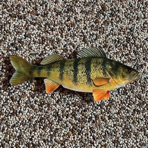 14 Inch Jumbo Perch Wall Replica