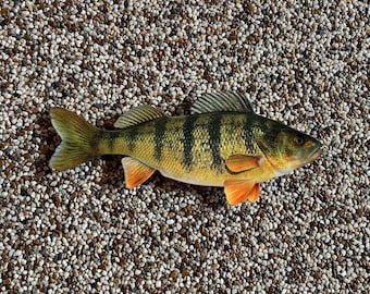 14 Inch Jumbo Perch Wall Replica