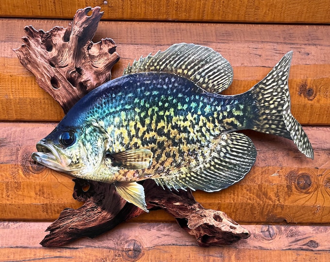 Beautiful Crappie Fish Taxidermy Wall Mount Wildlife Real Skin Etsy
