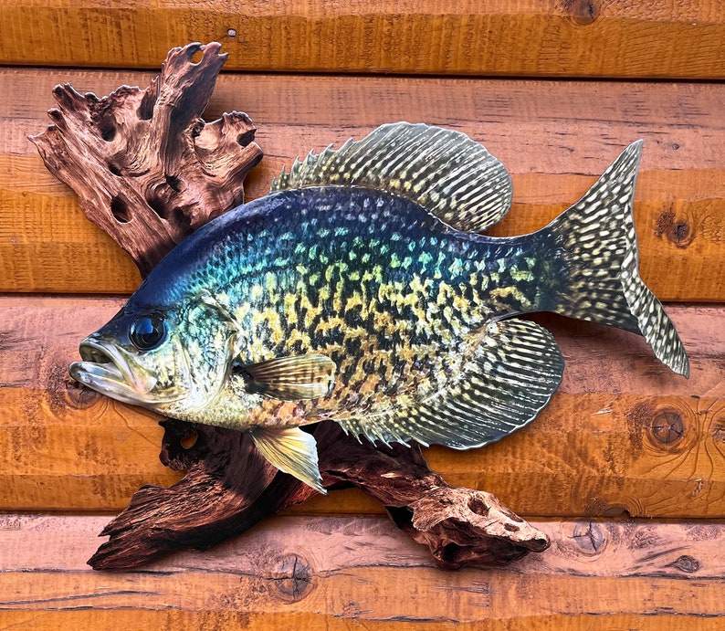 May include: A detailed, colorful depiction of a crappie fish mounted on a piece of driftwood. The fish features a speckled pattern in shades of yellow, green, and blue. The artwork is set against a wooden background, creating a rustic aesthetic.