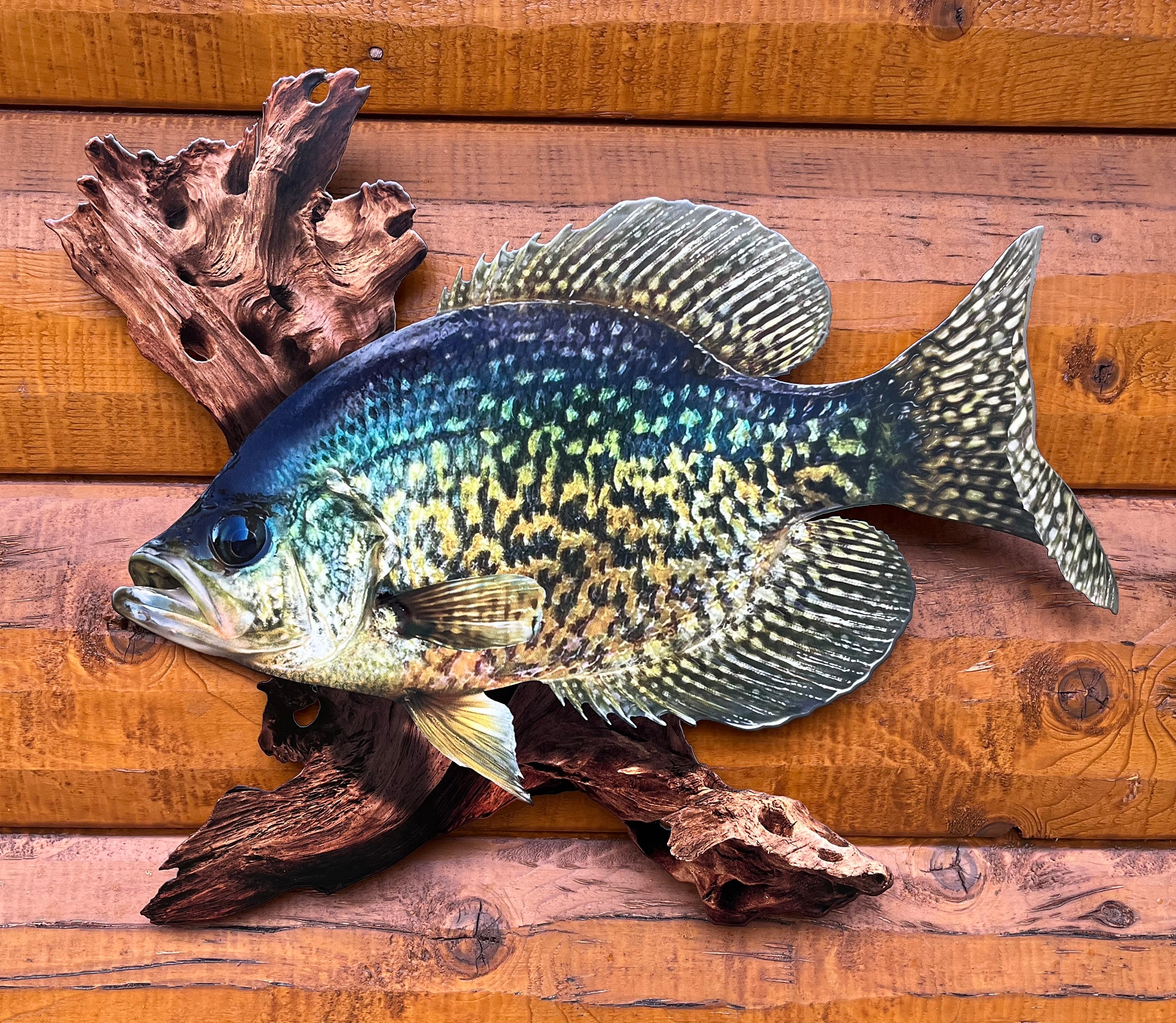 18 Inch Crappie Replica Driftwood Scene 2D Flat Metal Crappie Wall Art, Lodge Decor, Cabin Decor, Lake Home Decor