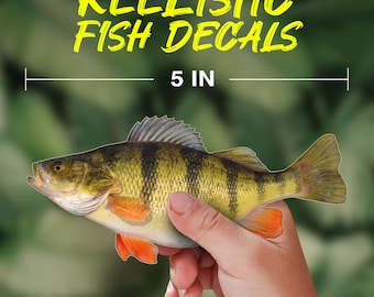 Jumbo Perch Fish Decal