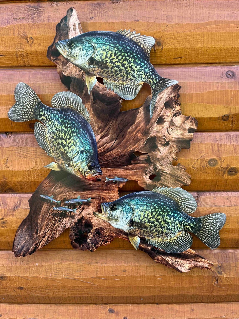 May include: A wooden wall hanging featuring three crappie fish and several smaller fish, mounted on a piece of driftwood. The fish have a speckled pattern in shades of black, green, and yellow. The background is a wooden wall.