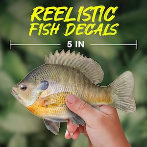 Adesivo de peixe Bluegill
