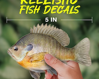 Bluegill Fish Decal