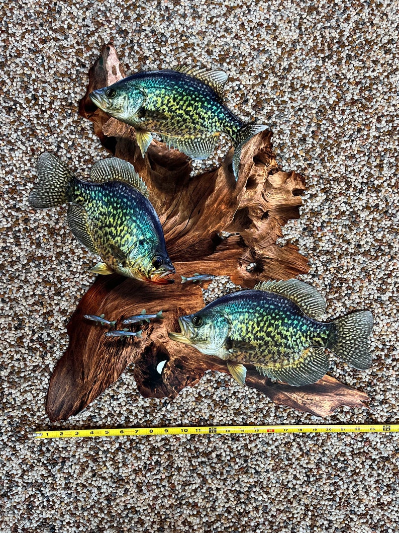 May include: A wooden sculpture of three crappie fish with black and yellow markings, mounted on driftwood. Small silver fish are also present. The background is a textured surface of small, light-coloured stones.