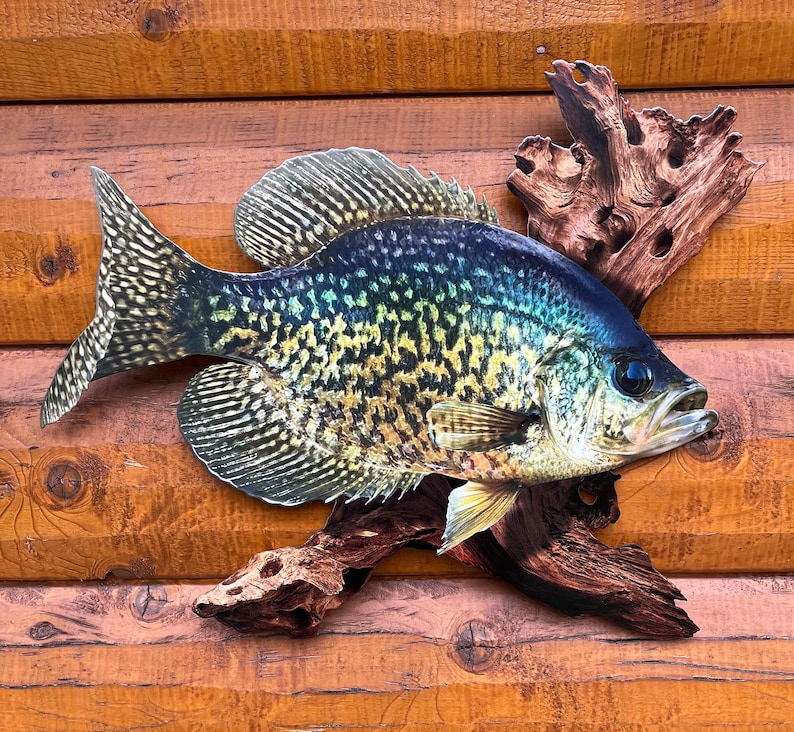 May include: A detailed, three-dimensional crappie fish sculpture with a realistic design. The fish features a mix of black, yellow, and blue hues, mounted on a piece of driftwood. The background is a wooden wall.