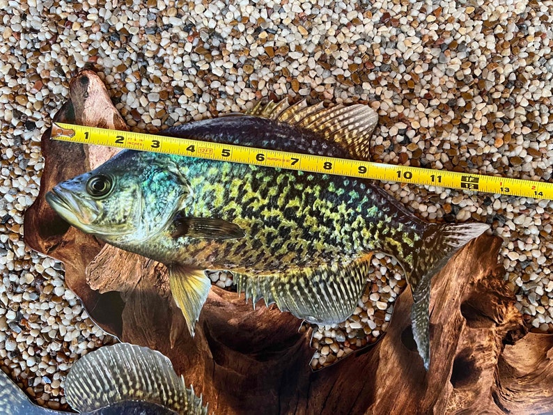 May include: A crappie fish, around 33 cm in length, with a distinctive yellow and black pattern. The fish is placed on driftwood, with a measuring tape across it. The background consists of small, light-coloured pebbles, creating a naturalistic setting.