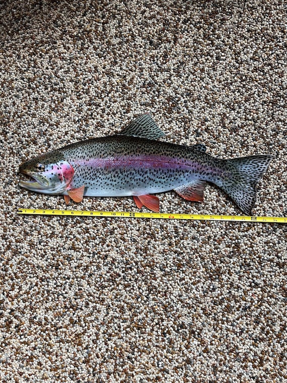 Mur de poissons à truite arc-en-ciel ART 12'' ou 15'' - Canada