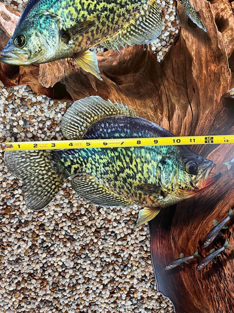 May include: Two crappie fish are depicted, with one measuring about 30 cm in length. The fish display a speckled pattern of black and green against a silver backdrop. The background features small pebbles and a piece of driftwood.