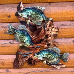 Crappie Wall Mount 