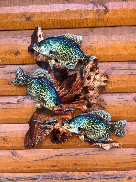 Crappie Replica Driftwood Scene Flat 2D Metal Rustic Decor