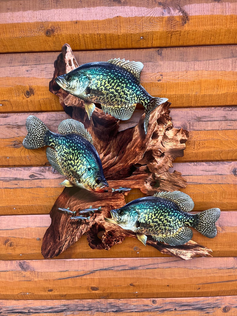 May include: A wooden wall art piece featuring three crappie fish sculptures mounted on a piece of driftwood. The fish are painted with detailed scales in shades of black, green, and yellow. The background is a wooden wall.