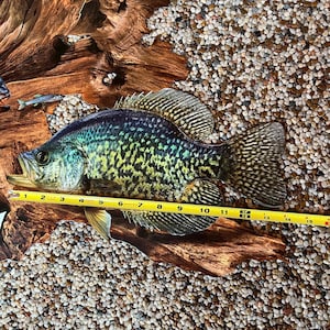 May include: A crappie fish with a speckled pattern in green and black, measured with a yellow tape measure. The fish is approximately 38 cm long, resting on driftwood, and surrounded by small pebbles.