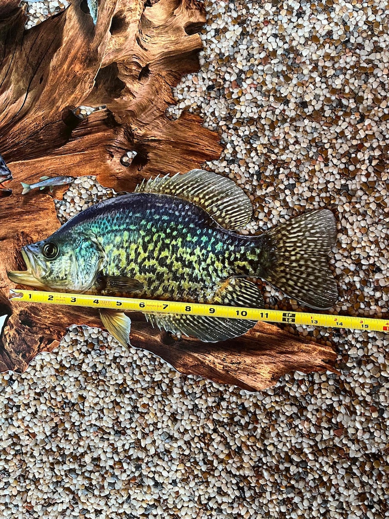 May include: A crappie fish with a speckled pattern in green and black, measured with a yellow tape measure. The fish is approximately 38 cm long, resting on driftwood, and surrounded by small pebbles.