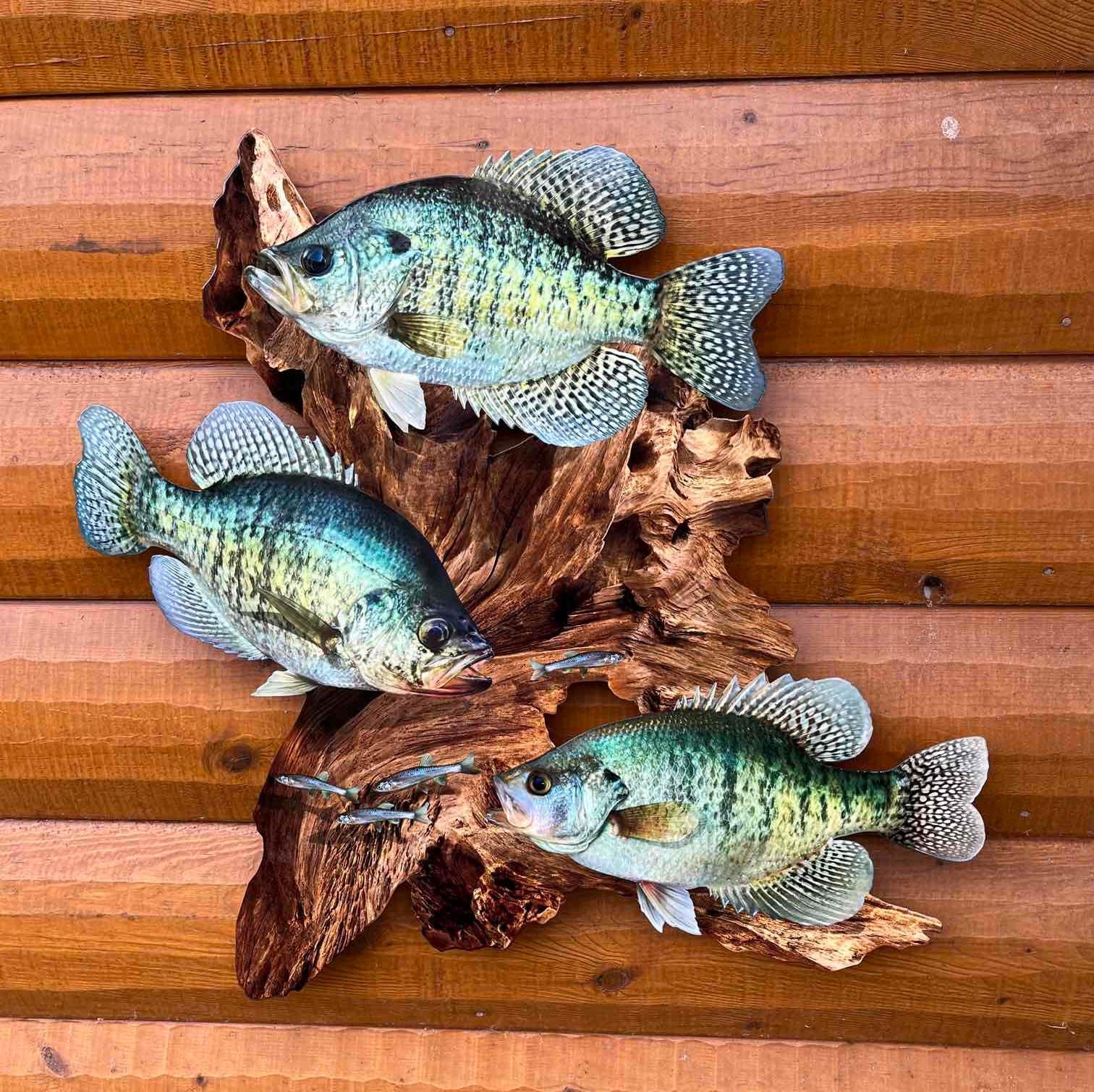 Pack De 20 Crochets Tête Gabarit Doré Panpoisson Truite Bar Crappie 1/8