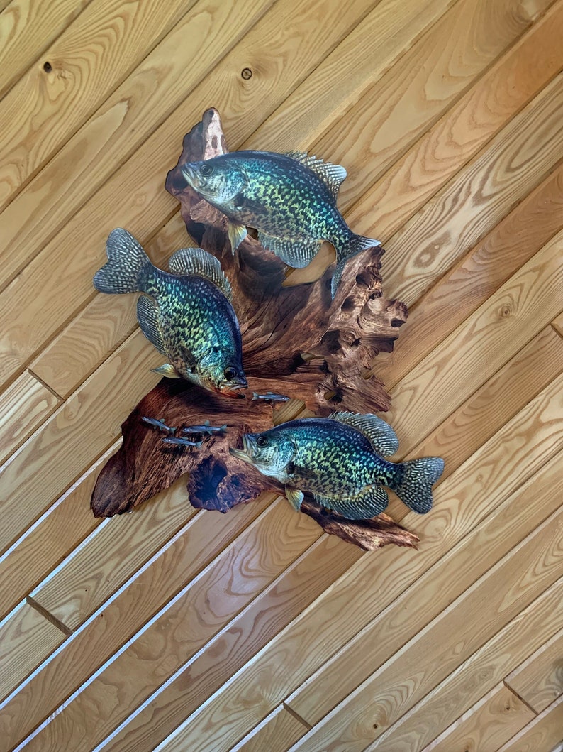 May include: Three crappie fish wall art mounted on a piece of driftwood. The fish are black and green with a speckled pattern. The driftwood is brown and the background is a light wood.