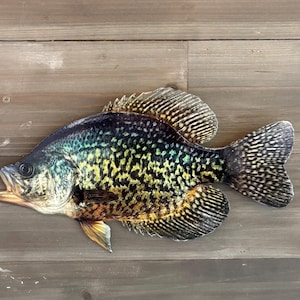 Black Crappie Replica - Open Mouth Black Crappie Wall Mount - Metal, 2D Wall Art, Lodge Decor, Cabin and Lake Home Decor.