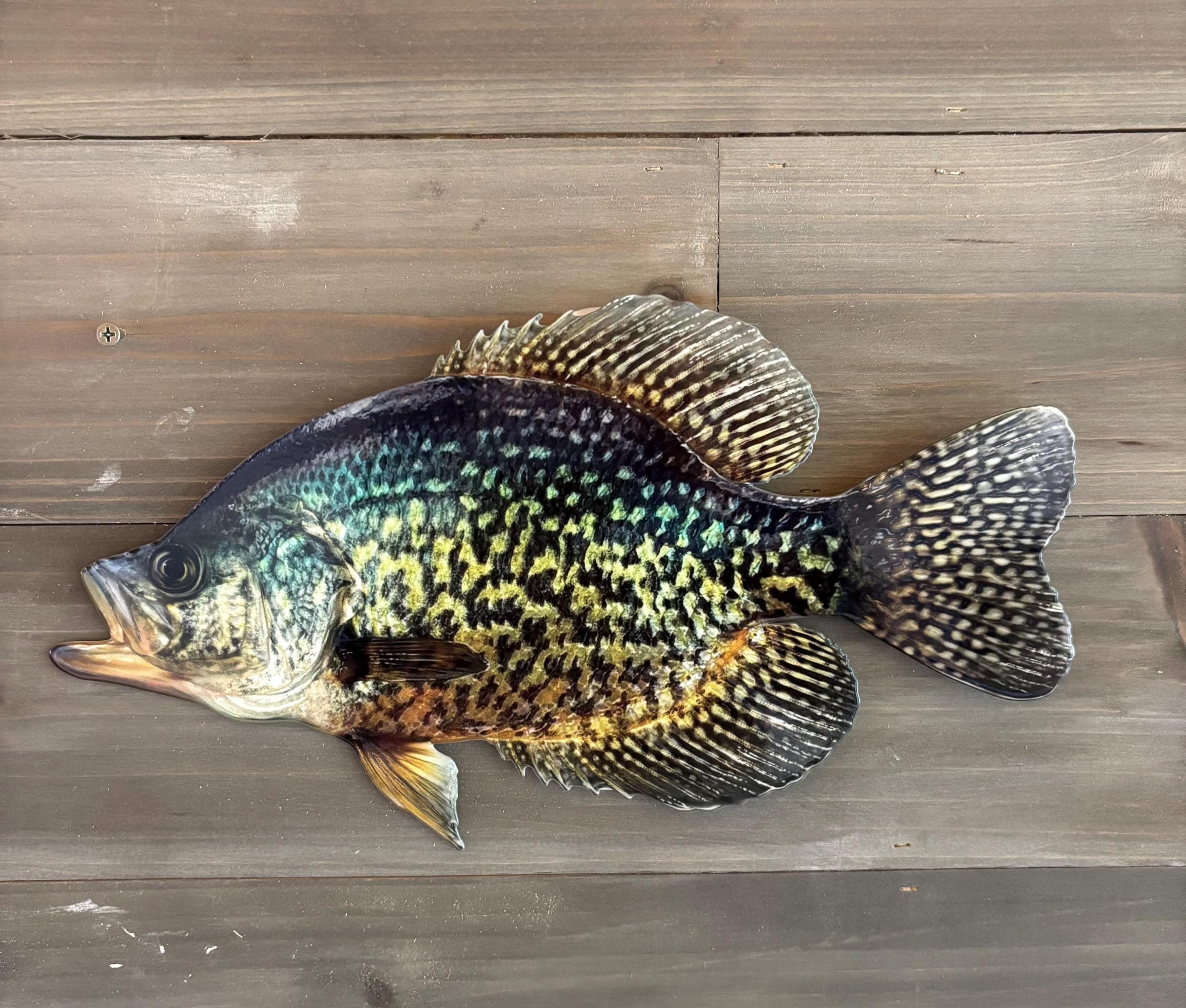 邦楽 1st DemoCD / Fish and Lips s-l1200.jpg