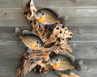 Bluegill Driftwood Scene, Flat 2D Metal Fish Wall Art, Cabin Decor