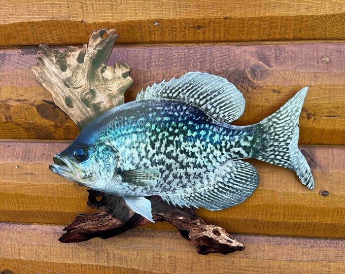 Beautiful Crappie Fish Taxidermy Wall Mount Wildlife Real Skin Etsy