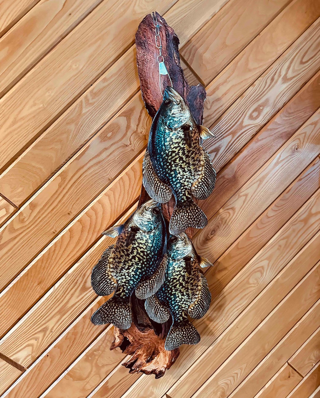 Crappie Stringer Mount Layered Flat 2D Metal of 14 Inch Crappies