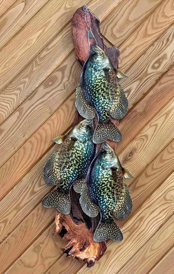Crappie Stringer Mount Layered Flat 2D Metal of 14 Inch Crappies