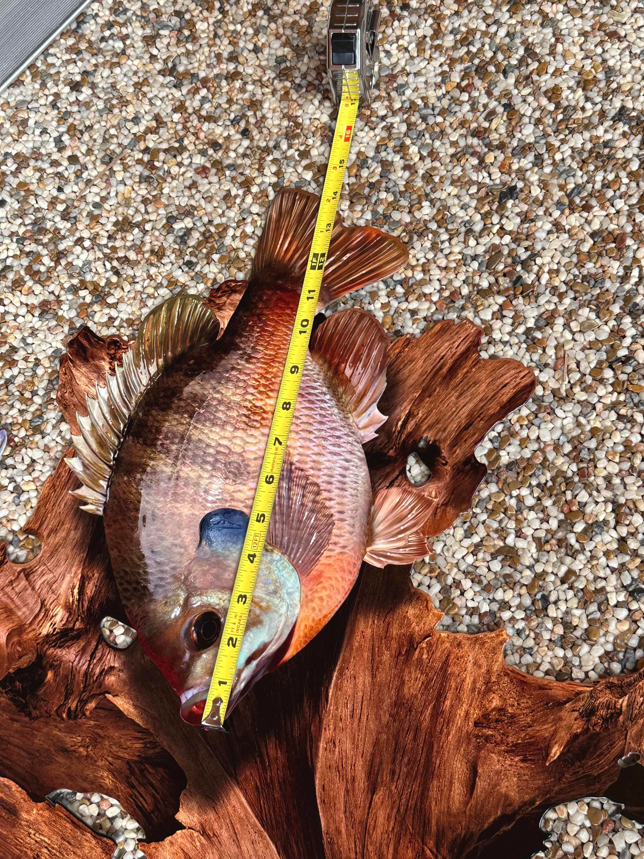 Bluegill Replica Driftwood Scene Rustic Home Decor 2D Metal Etsy