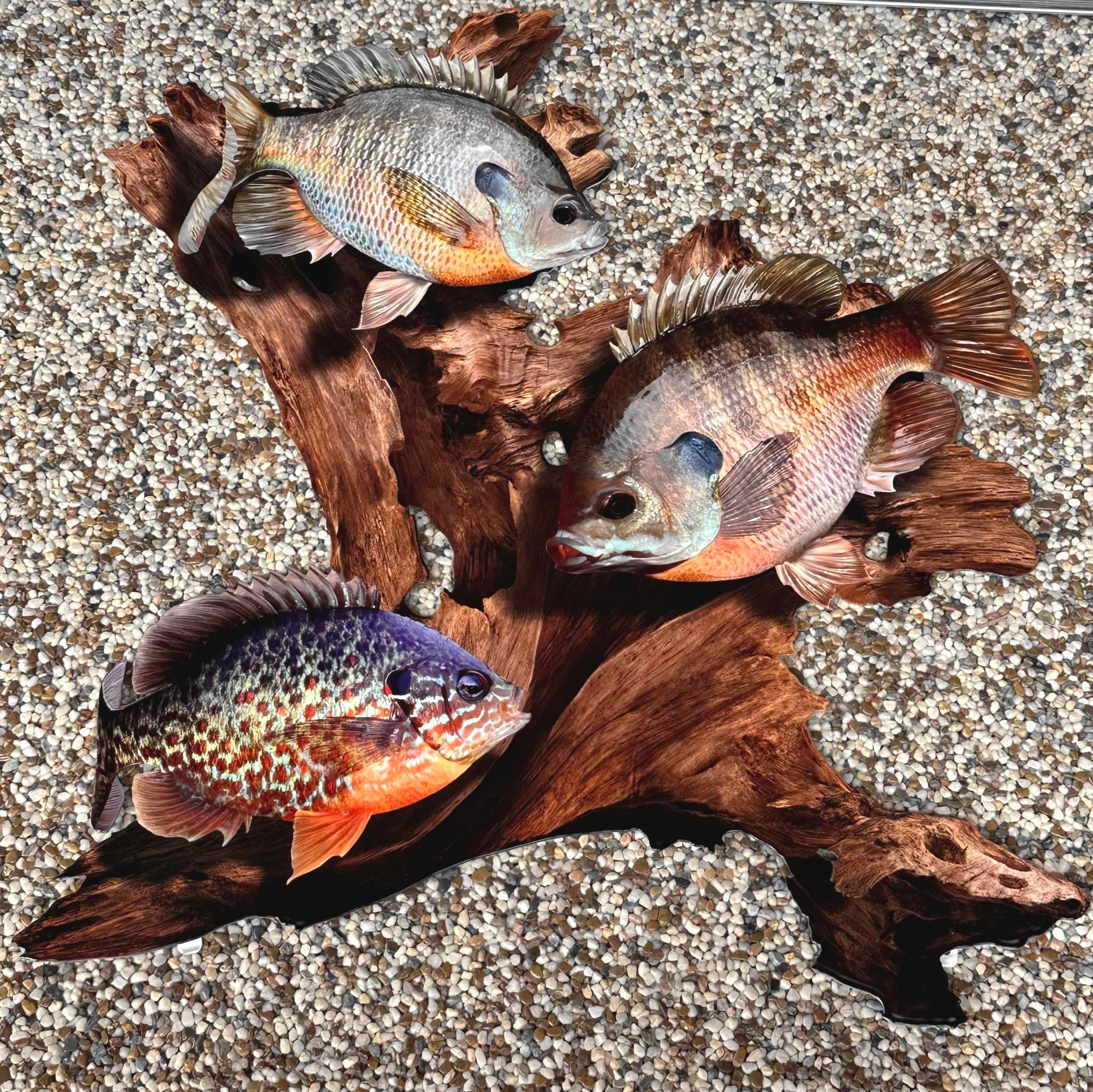 Bluegill Replica Driftwood Scene Rustic Home Decor 2D Metal Etsy