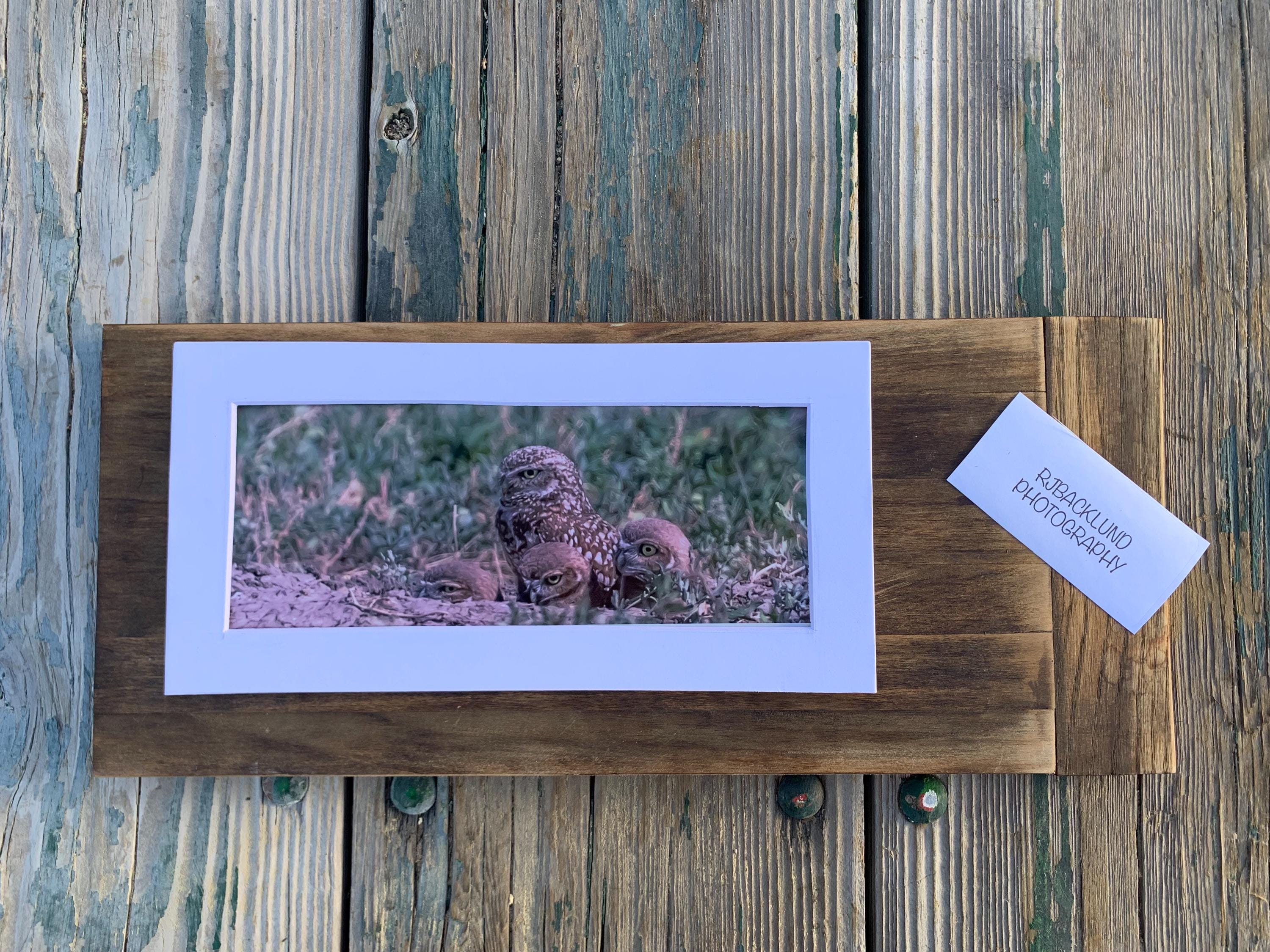 Owl and Babies. A Original 6"x12" matted Photograph.