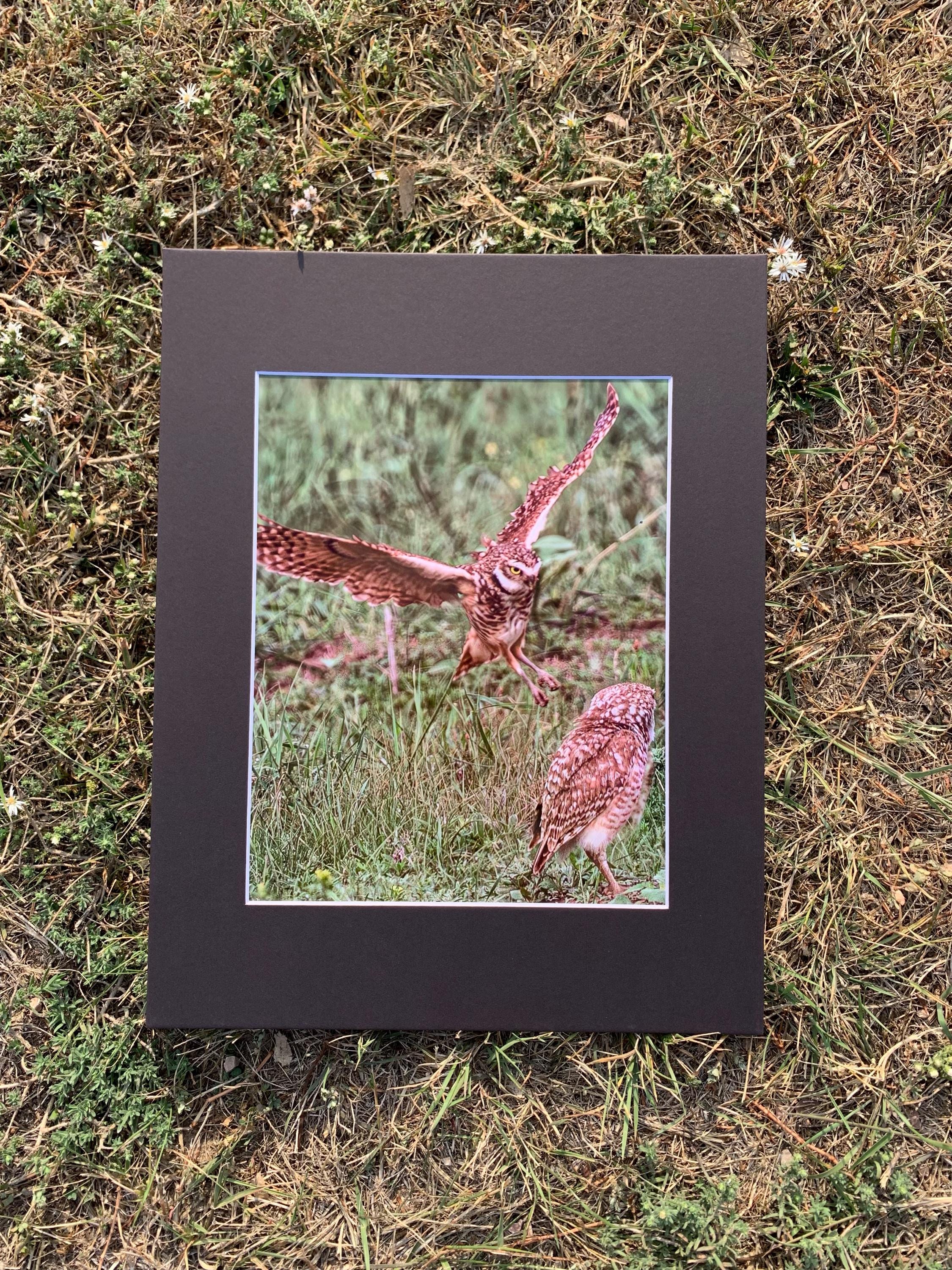 Owl Flight.  A original matted Photograph.