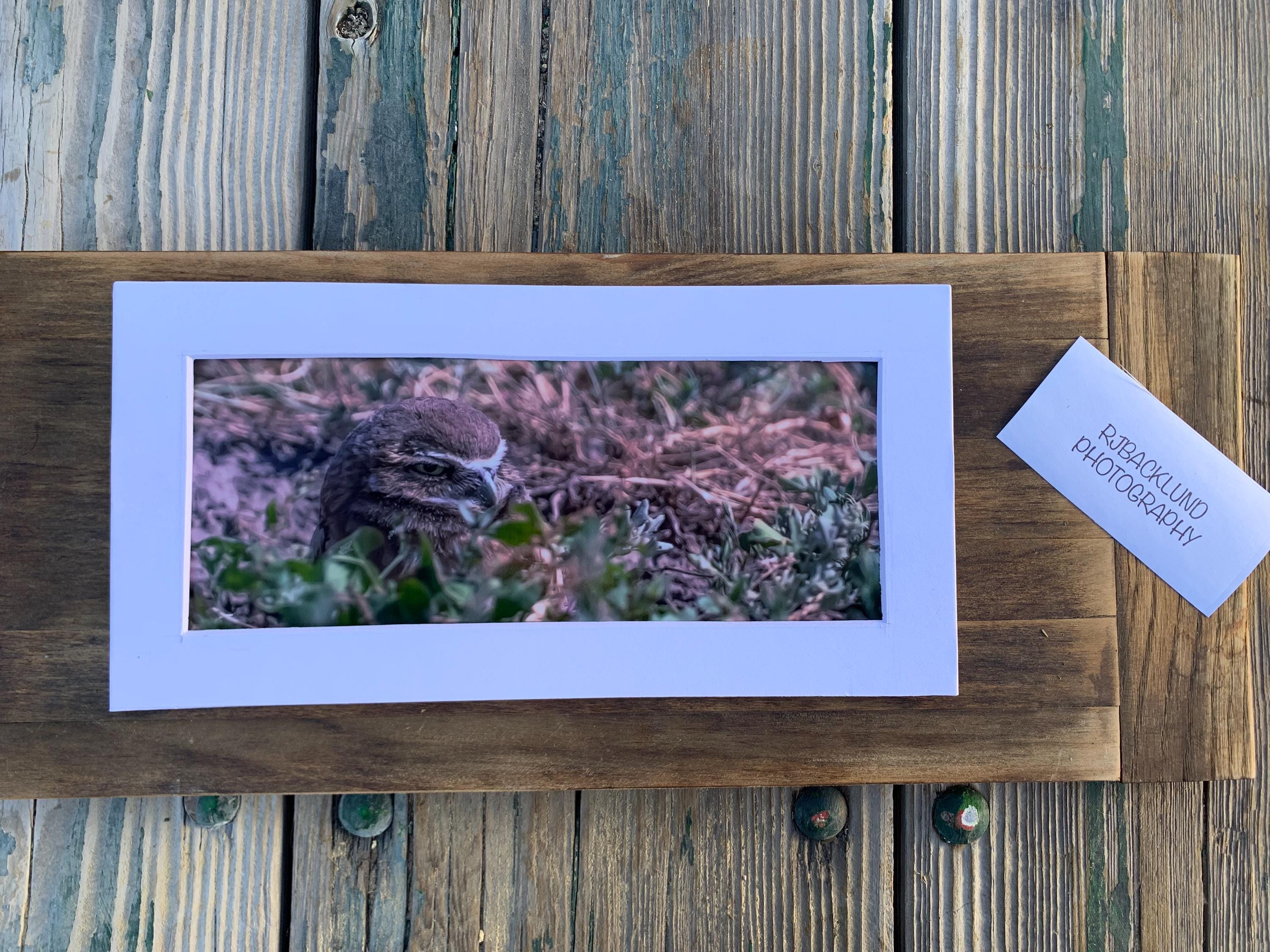 Owl Watching. A Original 6"x12" matted Photograph.