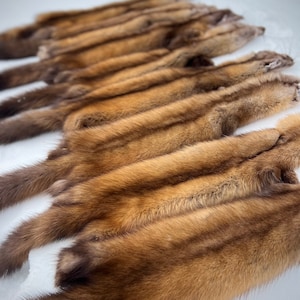 Maine Pine Marten/Sable Pelts -  Prime, Northern Maine, Professionally Soft Tanned