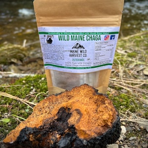 May include: A brown paper bag with a white label that reads "Wild Maine Chaga" and "Maine Wild Harvest Co." The bag contains 25 tea bags of 100% pure wild foraged Maine Chaga mushrooms. The bag is sitting on a brown and black mushroom.