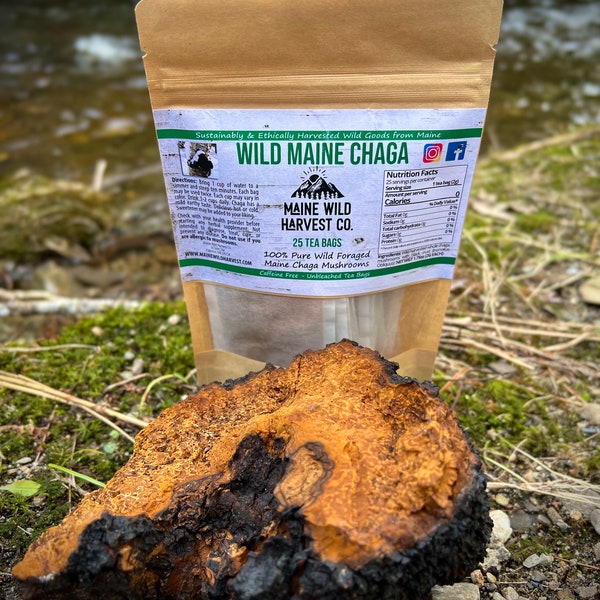 Chaga Tea Bags (25ct), Wild Harvested from Maine, All Natural Dried Chaga, No Fillers, Product of USA