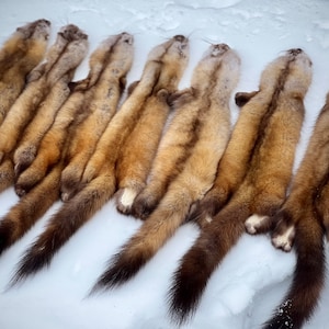 Maine Pine Marten/Sable (Light Color Phase) Pelts - Prime, Northern Maine, Professionally Garment Tanned
